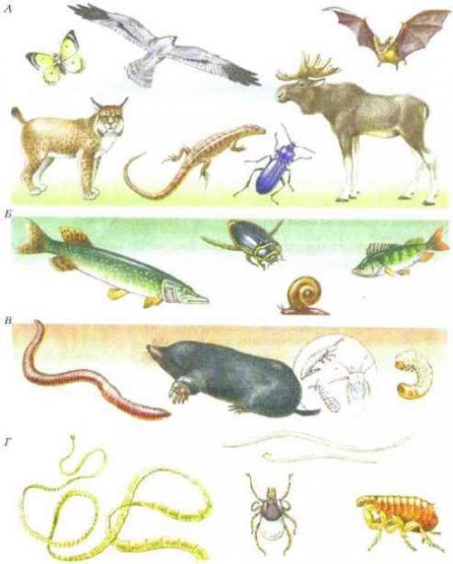 Какие животные занимают несколько сред обитания. Среды жизни и места обитания