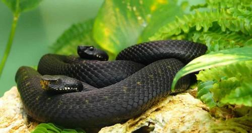 Самая агрессивная змея в мире. 3 место – Черная мамба