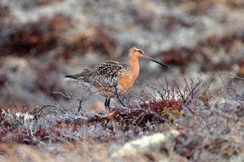 Летающие птицы названия. Какие виды птиц летают выше всех — список, характеристика и фото