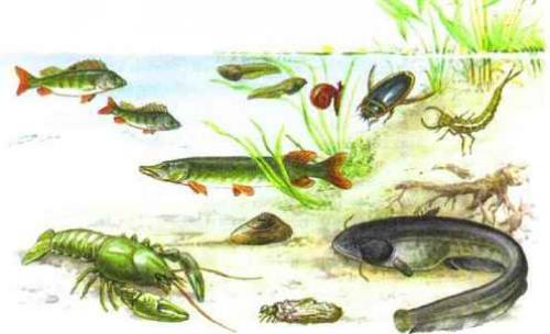 Какие животные занимают несколько сред обитания. Среды жизни и места обитания