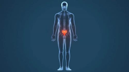 Рудименты у животных. Примеры из мира животных 02 Рудименты у животных. Примеры из мира животных 02