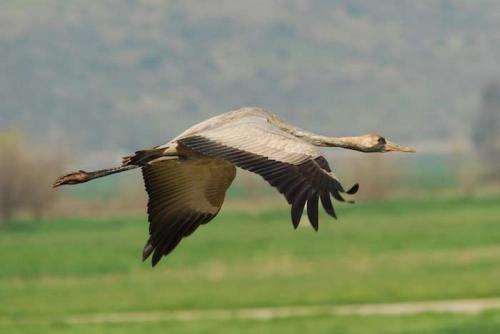 Самые высоколетающие птицы. Топ 10 Самых высоко летающих птиц