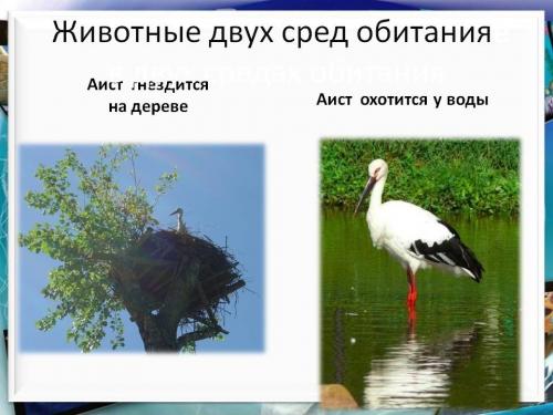 Животное которое обитает во всех средах обитания. Среда обитания 04