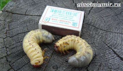 Жук-носорог интересные факты. Особенности и среда обитания жука носорога