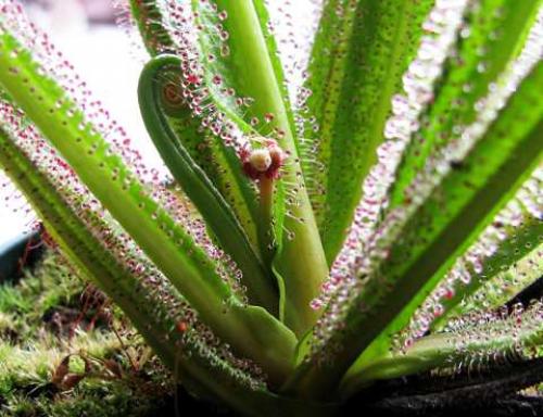 Росянка. Наиболее популярные в цветоводстве виды растения хищника