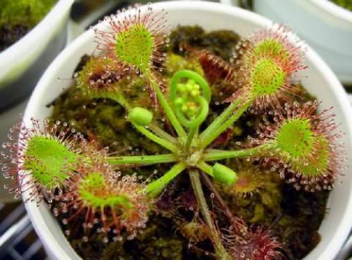 Росянка. Наиболее популярные в цветоводстве виды растения хищника