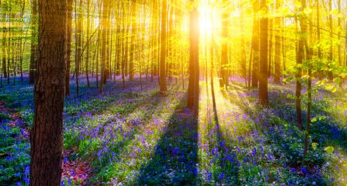 Самые большие леса мира. Список стран по площади лесов 22