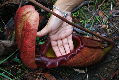 Удивительные растения и животные мира. ТОП-35 Самых необычных и удивительных растений мира | (Фото & Видео) +Отзывы 04