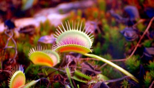 Венерина мухоловка. Виды и сорта Венериной мухоловки