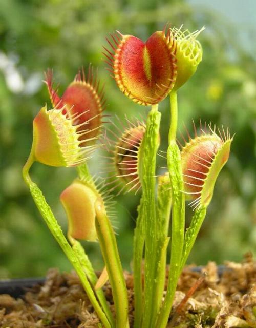 Венерина мухоловка. Виды и сорта Венериной мухоловки