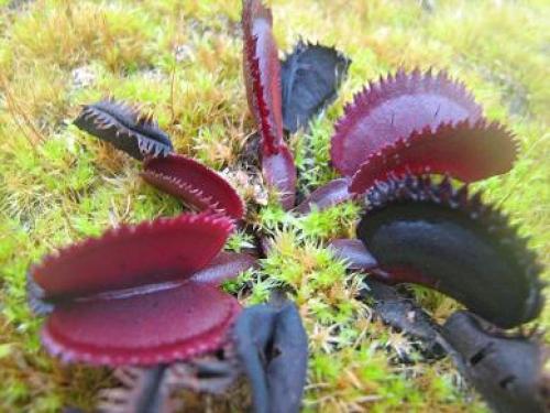 Венерина мухоловка. Виды и сорта Венериной мухоловки