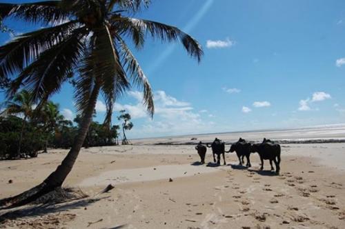 Интересные факты о амазонке. Что мы знаем о реке Амазонка 23