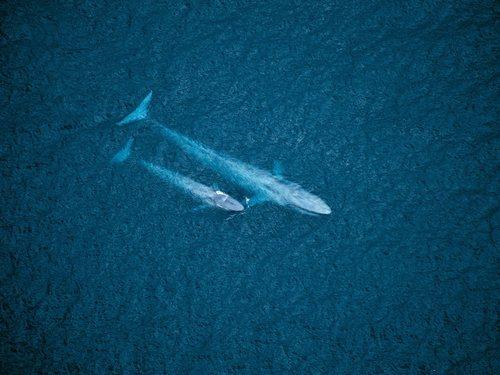 Как кит рожает. Как киты кормят своих детенышей? 10