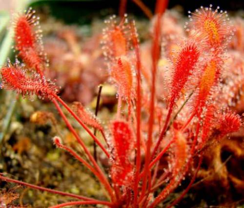 Росянка. Наиболее популярные в цветоводстве виды растения хищника