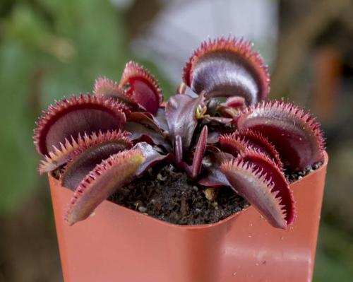 Венерина мухоловка. Виды и сорта Венериной мухоловки