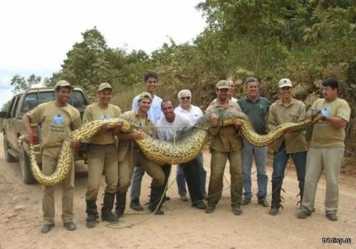 Опасности Амазонки и ее окресностей (10 фото)