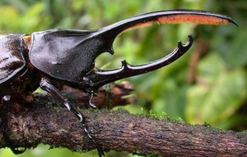 Жук-носорог кусается. Виды