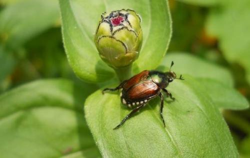 Жук-носорог кусается. Виды