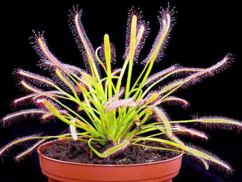 Росянка. Наиболее популярные в цветоводстве виды растения хищника