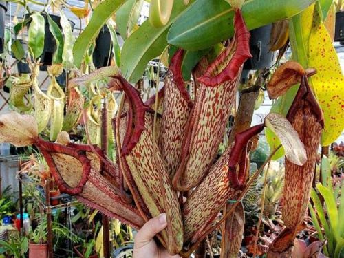 Удивительные растения и животные мира. ТОП-35 Самых необычных и удивительных растений мира | (Фото & Видео) +Отзывы 08