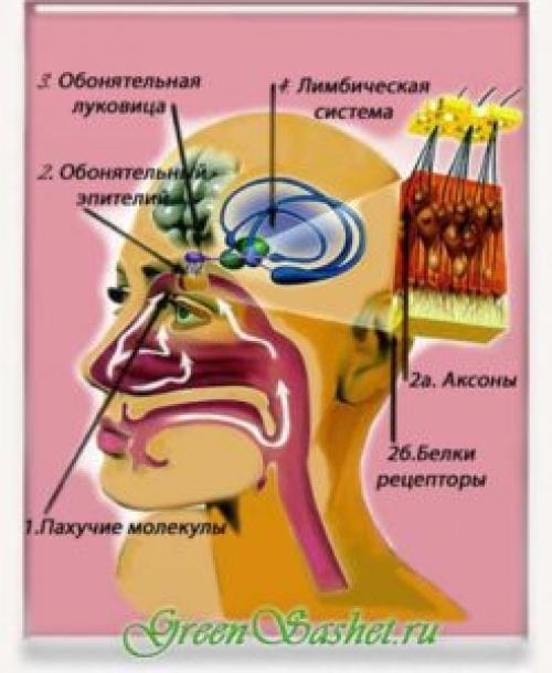 Обоняние человека. Зачем человеку обоняние. Как устроен нос.