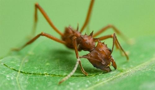 Самый сильный жук в мире. Самые сильные насекомые в мире 06