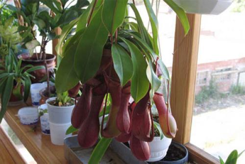 Удивительные растения и животные мира. ТОП-35 Самых необычных и удивительных растений мира | (Фото & Видео) +Отзывы 03