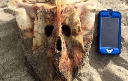 Фестивали разных стран. Крупнейшие всемирные фестивали, на которых стоит побывать хоть раз в жизни