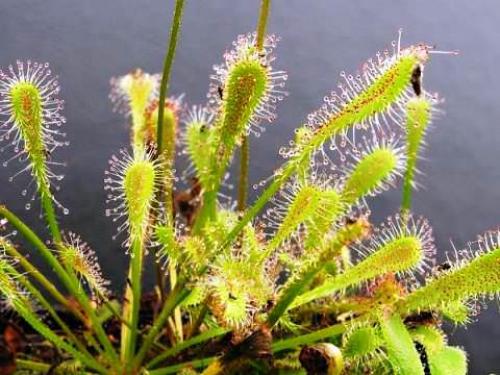 Росянка. Наиболее популярные в цветоводстве виды растения хищника