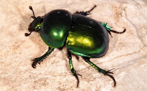 Самый сильный жук в мире. Самые сильные насекомые в мире 09