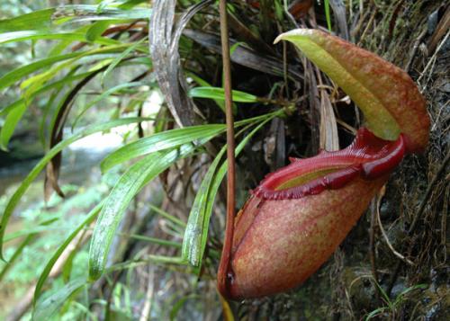 Удивительные растения и животные мира. ТОП-35 Самых необычных и удивительных растений мира | (Фото & Видео) +Отзывы 07