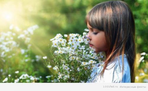 Обоняние интересные факты. Факты об обонянии 13