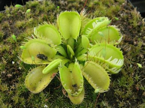 Венерина мухоловка. Виды и сорта Венериной мухоловки