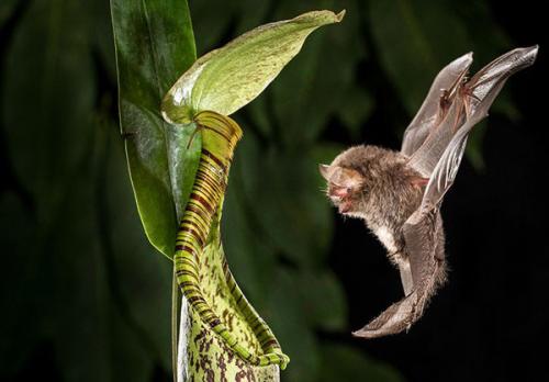 Удивительные растения и животные мира. ТОП-35 Самых необычных и удивительных растений мира | (Фото & Видео) +Отзывы 01