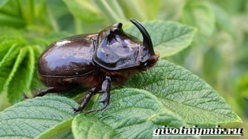 Жук-носорог интересные факты. Особенности и среда обитания жука носорога