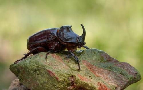 Жук-носорог кусается. Виды