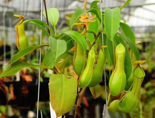 Удивительные растения и животные мира. ТОП-35 Самых необычных и удивительных растений мира | (Фото & Видео) +Отзывы 09