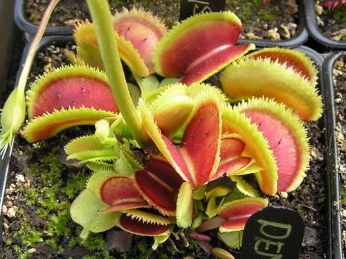 Венерина мухоловка. Виды и сорта Венериной мухоловки