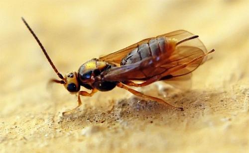 Самый сильный жук в мире. Самые сильные насекомые в мире 08