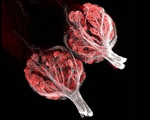 Интересные факты об обонянии человека для детей. Факты о запахах и обонянии