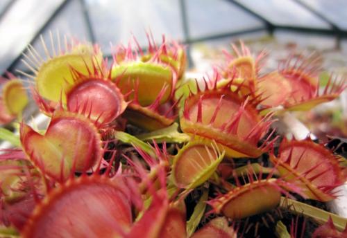 Венерина мухоловка. Виды и сорта Венериной мухоловки