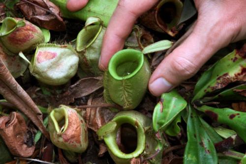 Удивительные растения и животные мира. ТОП-35 Самых необычных и удивительных растений мира | (Фото & Видео) +Отзывы 06