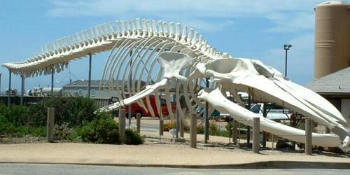 Как кит рожает. Как киты кормят своих детенышей? 14