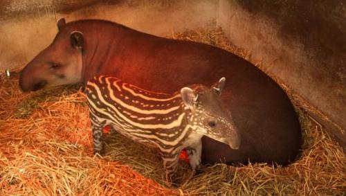 Самые большие леса мира. Список стран по площади лесов 28