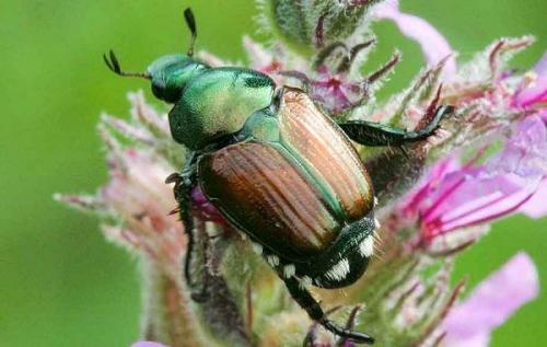 Жук-носорог кусается. Виды