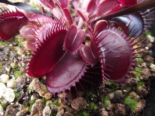 Венерина мухоловка. Виды и сорта Венериной мухоловки