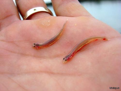 Опасности Амазонки и ее окресностей (10 фото)