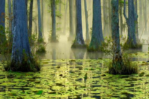 Самые большие леса мира. Список стран по площади лесов 21