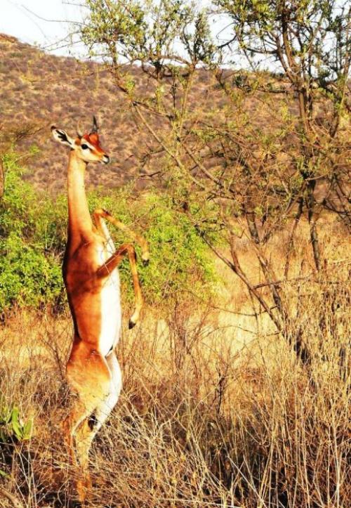 Редкие существа, о которых мало, что известно (30 фото)