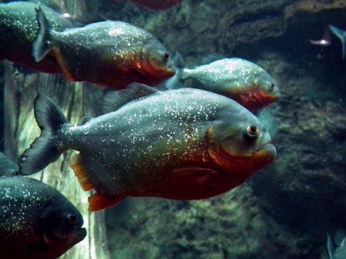 Амазонки интересные факты. Основное меню 04